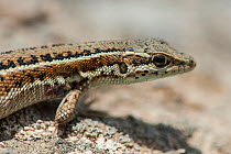 Snake-eyed lizard (Ophisops elegans), portrait, near Yerevan, Armenia, May.