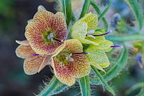 Reticulated Henbane (Hyoscyamus reticulata), flower close-up, Yerevan, Armenia, May. Poisonous species.