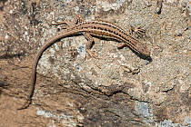 Snake-eyed lizard (Ophisops elegans), near Yerevan, Armenia, May.