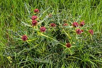 Tumble thistle (Gundelia tournefortii), flowering, endangered plant species in Armenia, Central Armenia, May.