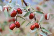 Russian Olive / Silverberry (Elaeagnus angustifolia), edible fruits, near Yerevan, Armenia