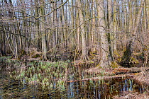 Black alder (Alnus glutinosa) swamp forest, Lake Neusiedl, Hungary, April.