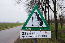 Caution sign 'Sousliks crossing the road',  European souslik (Spermophilus citellus), Lake Neusiedl, Austria, April.