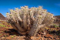 Euporbia handiensis, an endangered Euphorbia species endemic to the southern part of Fuerteventura, Canary Islands, Spain