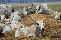 Resting herd of Hungarian grey cattle (Bos taurus), Lake Neusiedl, Hungary.