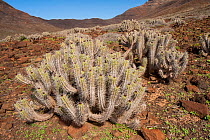 Euporbia handiensis, an endangered Euphorbia species endemic to the southern part of Fuerteventura, growing in its natural environment, Fuerteventura, Canary Islands, Spain