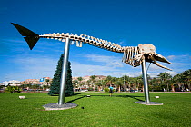 Skeleton of a Sperm Whale (Physeter macrocephalus), one of several specimens displayed within the project "Senda de los cetceos" (path of the cetaceans), Jandia, Fuerteventura, Canary Islands, Spain