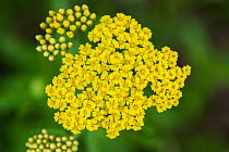 Yellow-flowering Yarrow species (Achillea sp.), Central Armenia