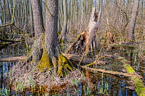 Black alder (Alnus glutinosa) swamp forest, Lake Neusiedl, Hungary