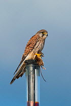 Common kestrel (Falco tinnunculus) male, with captured mouse, Austria.