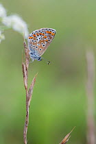 Brown argus or Mountain argus butterlfy (Aricia agestis-artaxerxes species complex), Bavaria, Germany, August.