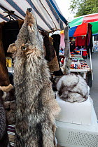 Wolf (Canis lupus) fur skin for sale at the 'Vernissage' weekend market in Yerevan city, Armenia, October 2012.