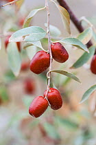 Russian Olive / Silverberry (Elaeagnus angustifolia), edible fruits, near Yerevan, Armenia