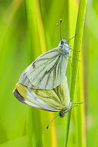 Green veined  white butterfly (Pieris napi), mating, Bavaria, Germany, July.