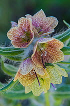 Reticulated henbane (Hyoscyamus reticulata), flower close-up, Yerevan, Armenia, May.