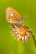Chestnut heath butterfly (Coenonympha glycerion), Bavaria, Germany.