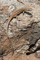 Snake-eyed lizard (Ophisops elegans), near Yerevan, Armenia.
