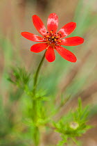 Flower (Adonis eriocalycina) Tertiary Hills near Yerevan, Armenia, May.