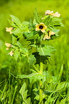 Henbane (Hyoscyamus niger) in flower, Yerevan, Armenia. Poisonous species.