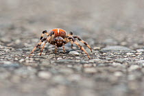Four-spot orb-weaver spider (Araneus quadratus) crossing a tarmac road, Bavaria, Germany, October.