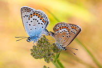 Silver-studded blue butterflies (Plebejus argus) mating, Bavaria, Germany, June.