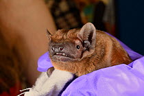 Noctule bat (Nyctalus noctula) held up at a public outreach event by Samantha Pickering, Boscastle, Cornwall, UK, October.  Model released.
