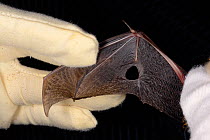 Brown long-eared bat (Plecotus auritus) with a wing damaged when the bat became stuck to flypaper, inspected by Samantha Pickering at the bat rescue centre at her home, Barnstaple, Devon, UK, October...