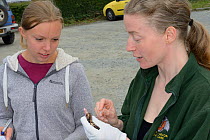 Samantha Pickering uses a pipette to give water to a Brown long-eared bat (Plecotus auritus) stuck to flypaper as the member of the public who brought it in looks on, Barnstaple, Devon, UK, October 20...