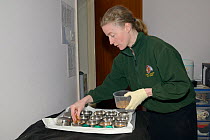 Samantha Pickering in the bat care room at her home rescue centre preparing bowls of mealworms to feed the bats in her care, Devon, UK, October 2015. Model released.