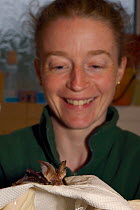 Samantha Pickering with a Brown long-eared bat (Plecotus auritus) that was brought to her rescue centre that she has just successfully separated from the flypaper it was badly stuck to, Barnstaple, De...