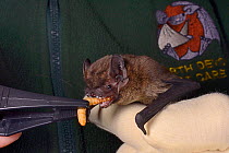 Leisler's / Lesser noctule bat (Nyctalus leisleri) being offered a mealworm at North Devon Bat Care, Devon, UK, October 2015. Model released.