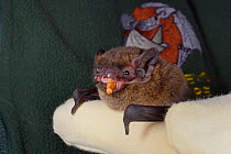 Leisler's / Lesser noctule bat (Nyctalus leisleri) eating a mealworm at North Devon Bat Care, Devon, UK, October 2015. Model released.