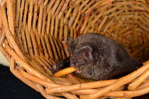Barbastelle bat (Barbastella barbastellus) a rare bat in the UK, eating a mealworm at North Devon Bat Care, Barnstaple, Devon, UK, October 2015. Model released.