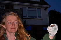 Samantha Pickering preparing to release a Common pipistelle bat (Pipistrellus pipistrellus) in her garden after it was rescued locally and fully reabilitatated at her bat sanctuary, North Devon Bat Ca...