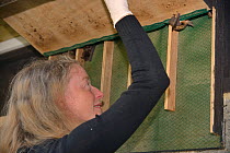 Samantha Pickering opening a bat box within a flight cage at dusk to encourage a rescued Brown long-eared bat (Plecotus auritus) out so that its ability to fly can be tested before release back to the...