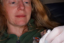 Samantha Pickering looking at a week-old abandoned Common pipistrelle bat pup (Pipistrellus pipistrellus) after giving it a two houry feed at night, North Devon Bat Care, Barnstaple, Devon, UK, June 2...