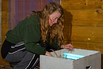 Samantha Pickering inside her flight cage checking a moth trap which attracts insects through the mesh for recovering bats to catch before release back to the wild, North Devon Bat Care, Barnstaple, D...