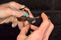 Rescued Common pipistrelle bat (Pipistrellus pipistrellus) with the skin of one wing badly torn by a domestic cat being inspected, which will need to heal before it can fly again, North Devon Bat Care...