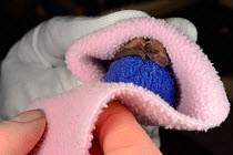 Rescued week-old abandoned Common pipistrelle bat pup (Pipistrellus pipistrellus) clinging to a ball of fabric and being wrapped in a fleece before being placed in an incubator between feeds, North De...