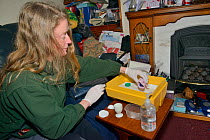 Samantha Pickering placing a week-old abandoned Common pipistrelle bat pup (Pipistrellus pipistrellus) wrapped in a small fleece in an incubator in her living room at night between two-hourly feeds, N...