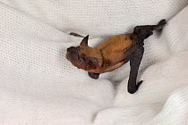 Rescued week-old abandoned Common pipistrelle bat pup (Pipistrellus pipistrellus) held in a hand after being fed with goat's milk, North Devon Bat Care, Barnstaple, Devon, UK, June 2016.