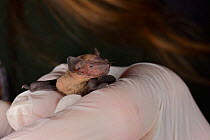 Rescued week-old abandoned Common pipistrelle bat pup (Pipistrellus pipistrellus) held in a hand after being fed with goat's milk, North Devon Bat Care, Barnstaple, Devon, UK, June 2016. Model release...