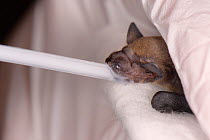 Rescued week old abandoned Common pipistrelle bat pup (Pipistrellus pipistrellus) being fed with goat's milk from a pipette, North Devon Bat Care, Barnstaple, Devon, UK, June 2016. Model released