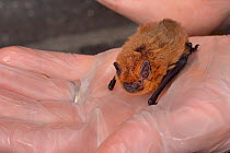 Rescued Common pipistrelle bat (Pipistrellus pipistrellus) held in a hand, about to have its recovery and ability to fly tested in a flight cage before release back to the wild, North Devon Bat Care,...