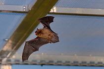 Rescued Common pipistrelle bat (Pipistrellus pipistrellus) flying in a flight cage at dusk, having its ability to capture insects on the wing tested before release back to the wild, North Devon Bat Ca...