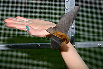 Rescued Common pipistrelle bat (Pipistrellus pipistrellus) having its recovery and ability to fly tested in a flight cage, before being released back to the wild, North Devon Bat Care, Barnstaple, Dev...