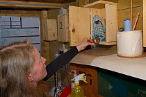 Samantha Pickering providing a bowl of mealworms for a long-term resident brain-damaged Noctule bat (Nyctalus noctula) "Nico" in a bat box also accessible to other bats using the flight cage behind th...
