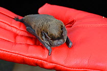 Long-term resident brain-damaged Noctule bat (Nyctalus noctula) "Nico", held in a hand, North Devon Bat Care, Barnstaple, Devon, UK, June 2016. Model released