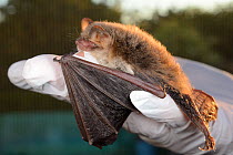 Rescued Natterer's bat (Myotis nattereri) held in a hand at dusk, having its recovery and ability to fly tested in a flight cage before release back to the wild, North Devon Bat Care, Barnstaple, Devo...