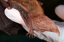 Rescued Natterer's bat (Myotis nattereri) held in a hand, showing its distinctive S-shaped calcar supporting the tail membrane , North Devon Bat Care, Barnstaple, Devon, UK, June 2016. Model released